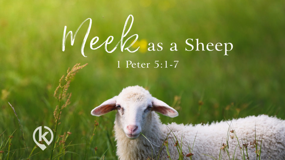 may-26-screen-sheep